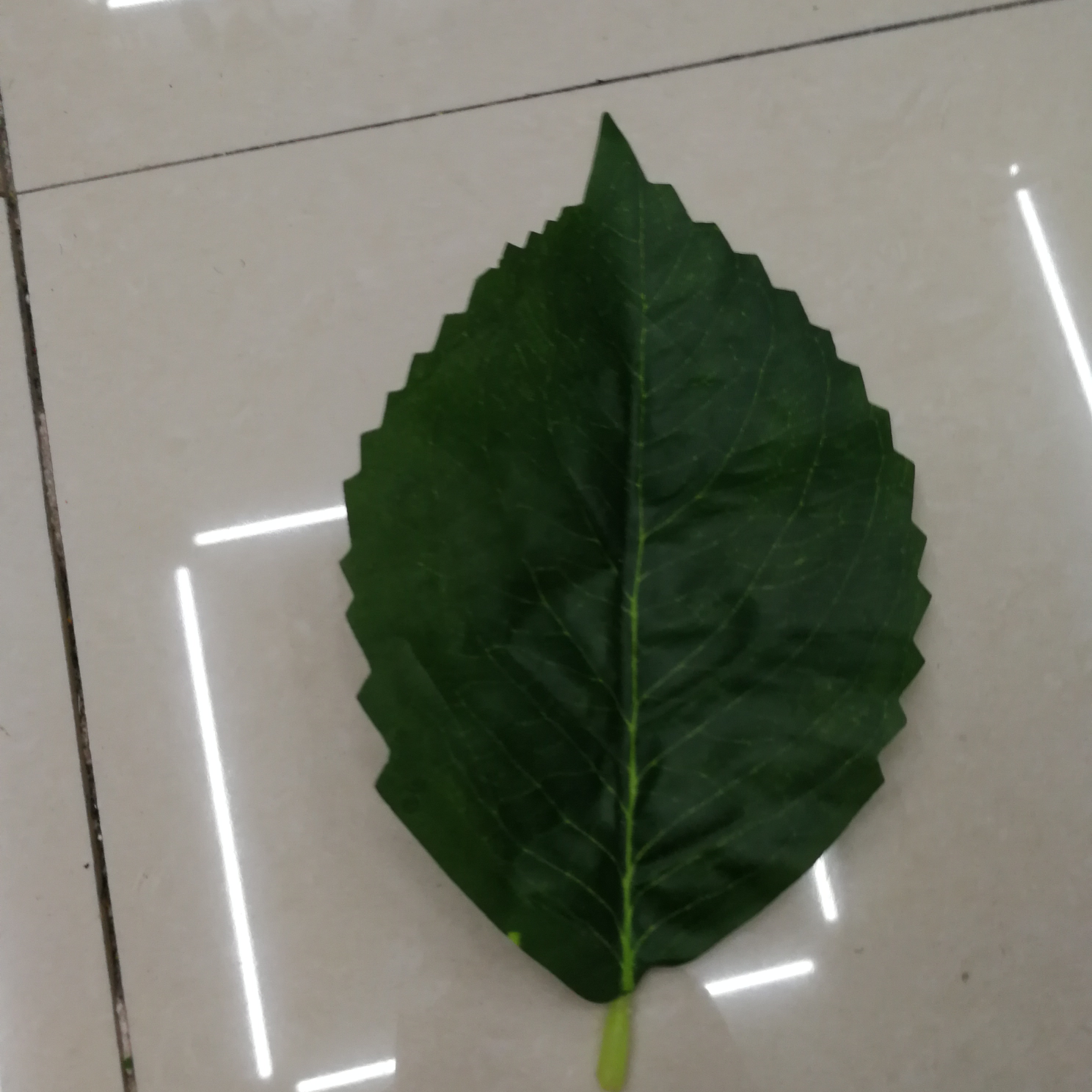 ورقة خضراء صغيرة