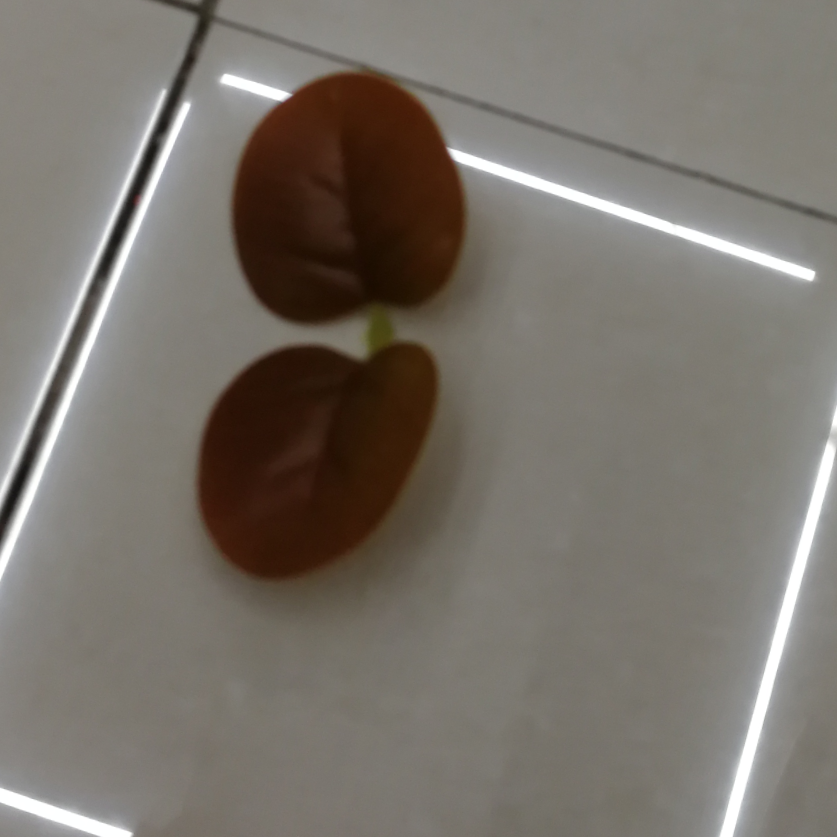 اثنين من الأوراق الحمراء الصغيرة