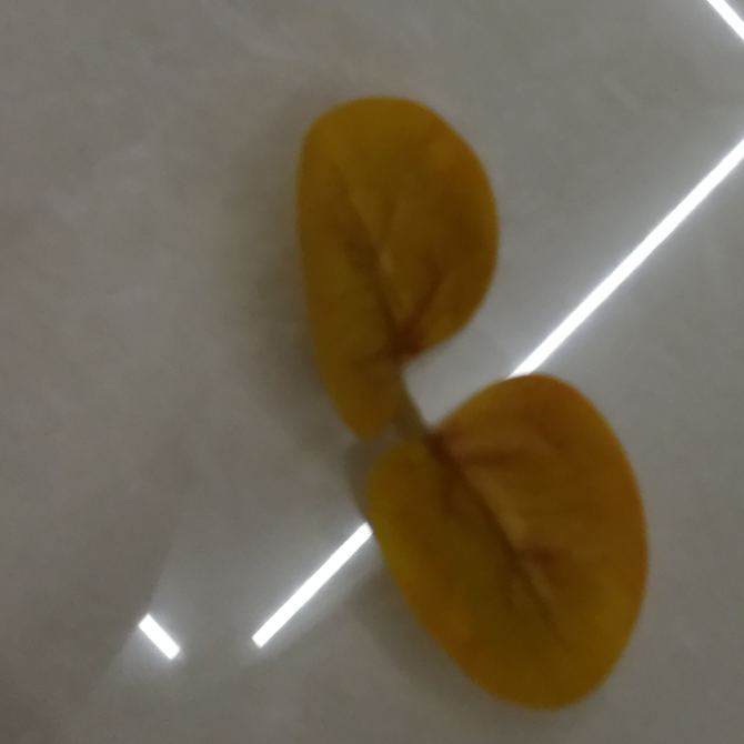 اثنين من الأوراق الصفراء