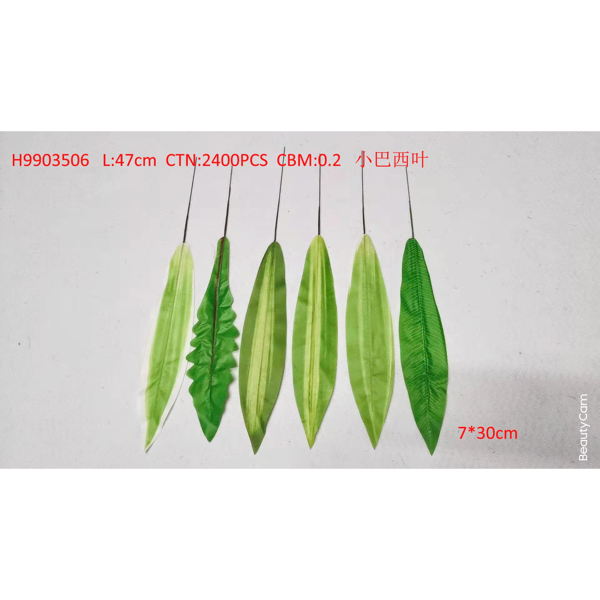 Little Brazil leaf H9903506