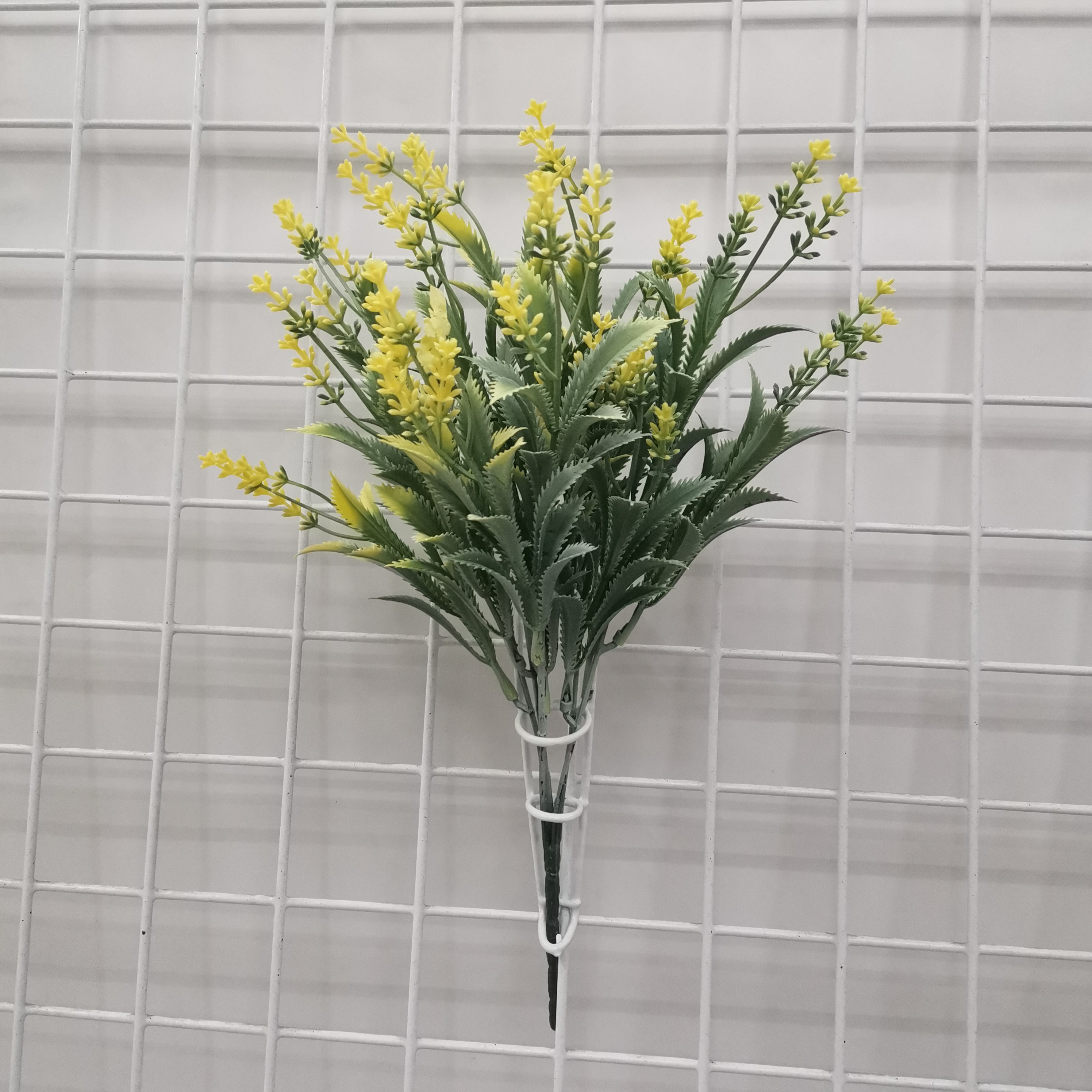 黄色麦冬草