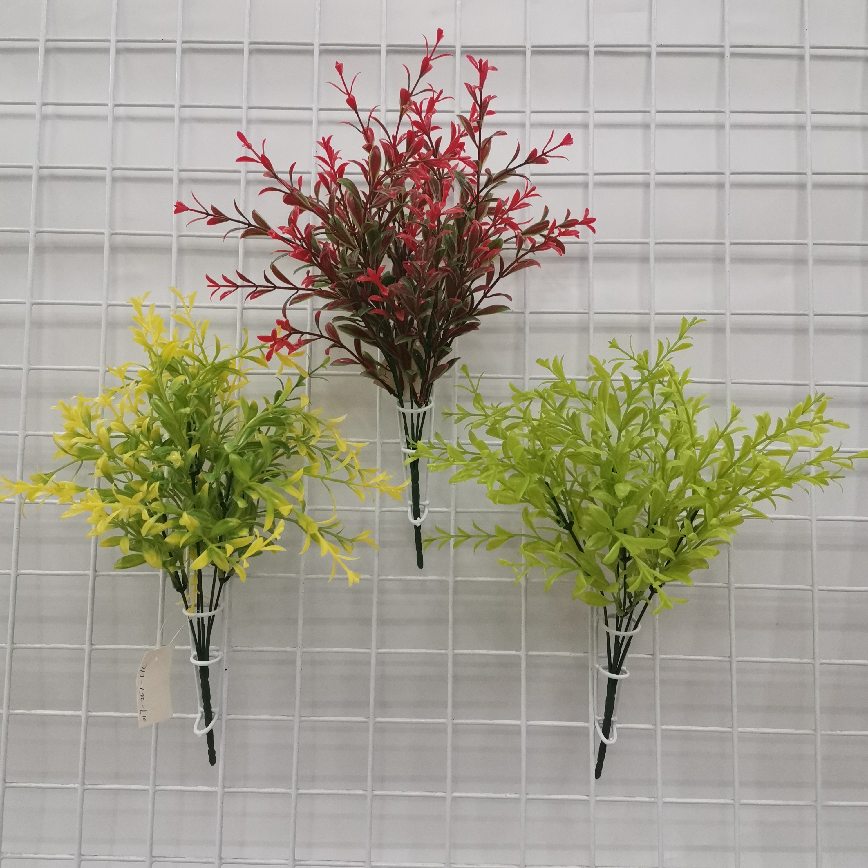 5叉竹菜草