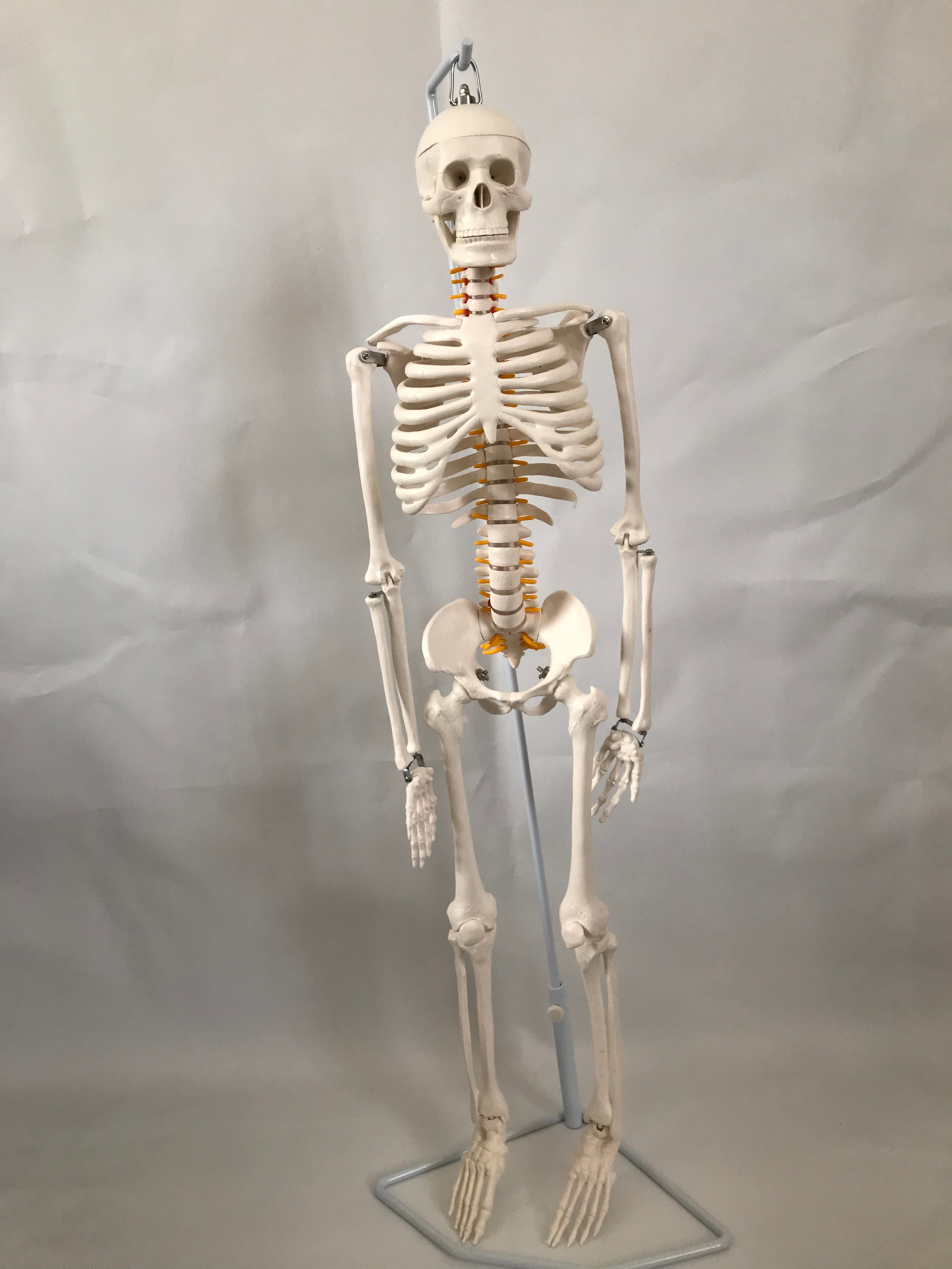 青华33204仿真人体骨骼模型 85CM 42CM 85CM悬挂式可拆卸生物教学骷髅骨详情图3