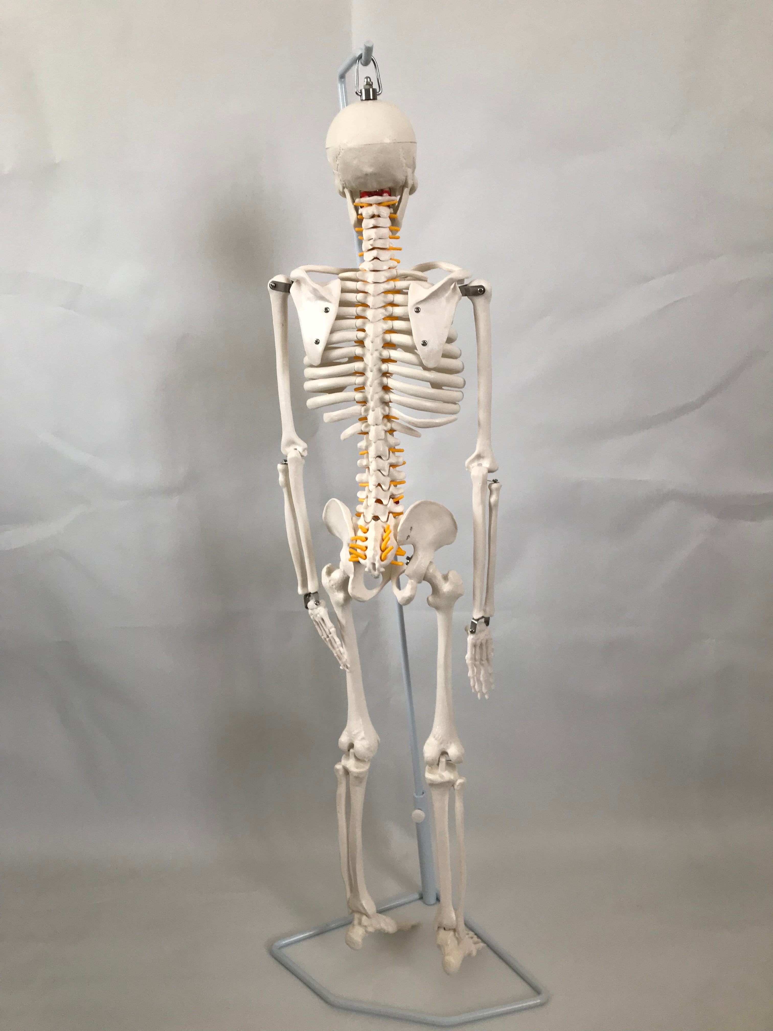 青华33204仿真人体骨骼模型 85CM 42CM 85CM悬挂式可拆卸生物教学骷髅骨详情图4
