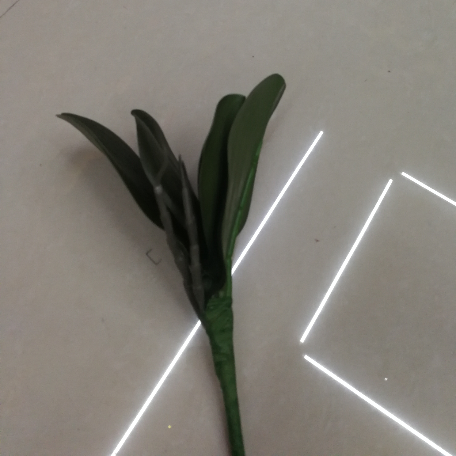 أوراق الذرة
