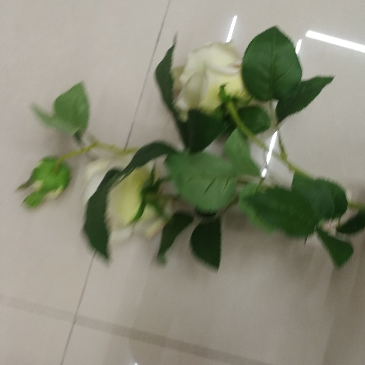 اللبلاب الطويل