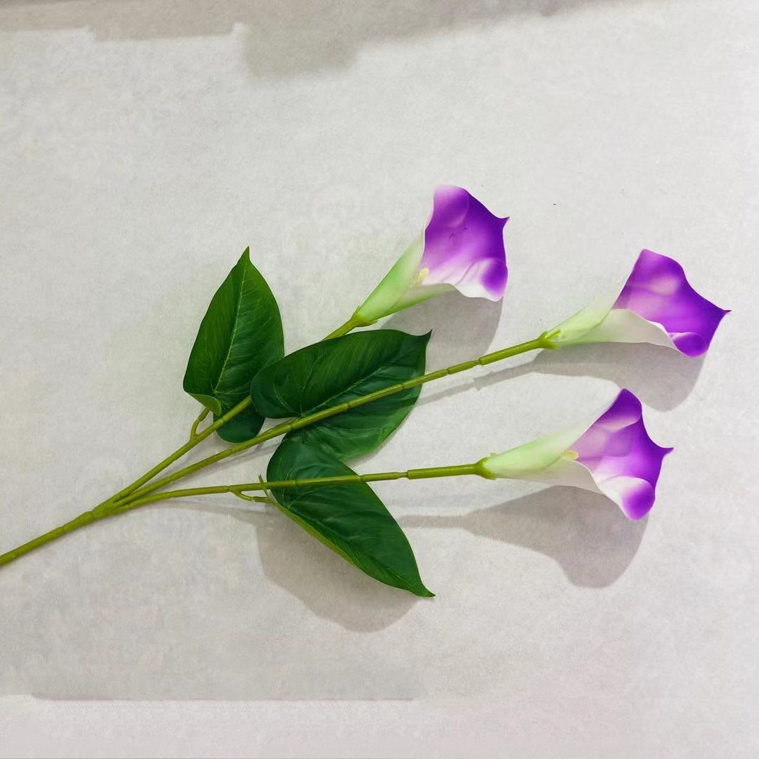 3头马蹄莲