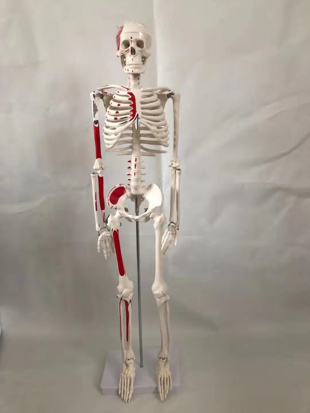 青华33204仿真人体骨骼模型 85CM 42CM 85CM悬挂式可拆卸生物教学骷髅骨详情图7