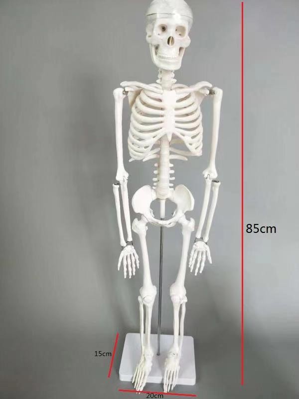 青华33204仿真人体骨骼模型 85CM 42CM 85CM悬挂式可拆卸生物教学骷髅骨详情图5