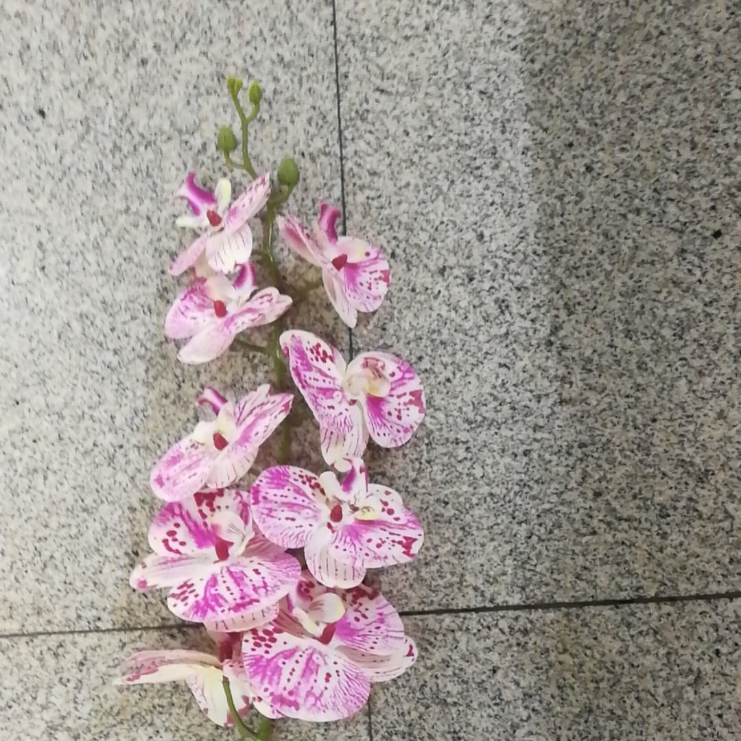蝴蝶兰5