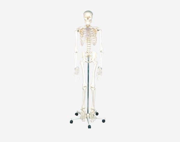 人体模型人体骨骼骨骼模型生物模型教学用品教学仪器骷髅骨架仿真人体骨骼详情6