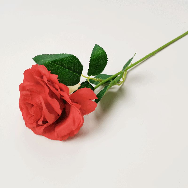 rosa details Picture