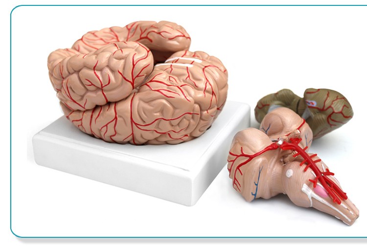 青华 QH3307-10 大脑及动脉模型 进口PVC材料 生物教学 医学演示详情图7
