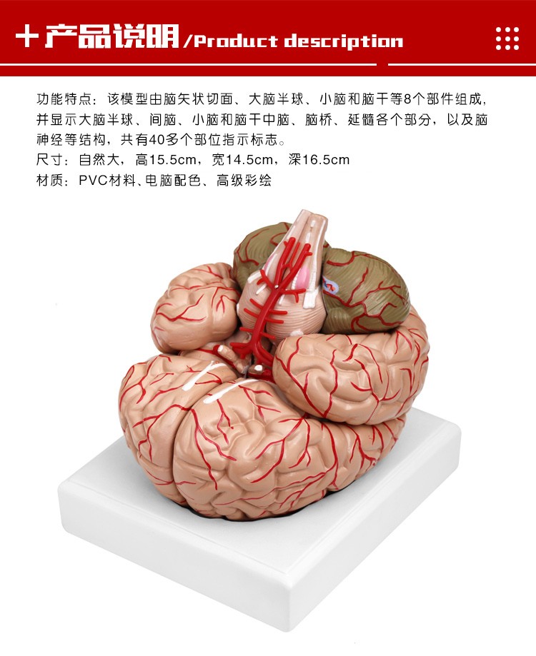 青华 QH3307-10 大脑及动脉模型 进口PVC材料 生物教学 医学演示详情图1