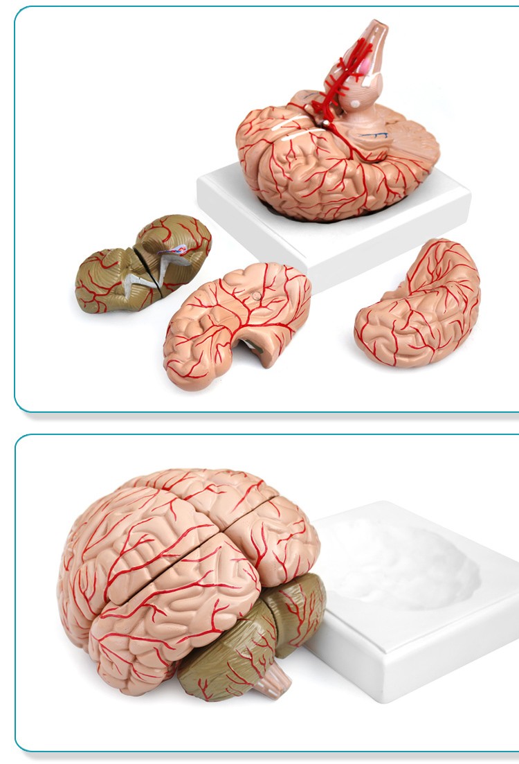 青华 QH3307-10 大脑及动脉模型 进口PVC材料 生物教学 医学演示详情图6