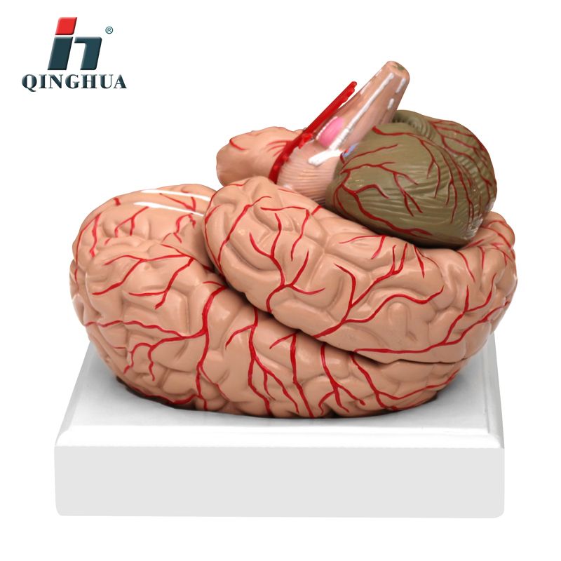 青华 QH3307-10 大脑及动脉模型 进口PVC材料 生物教学 医学演示详情图2