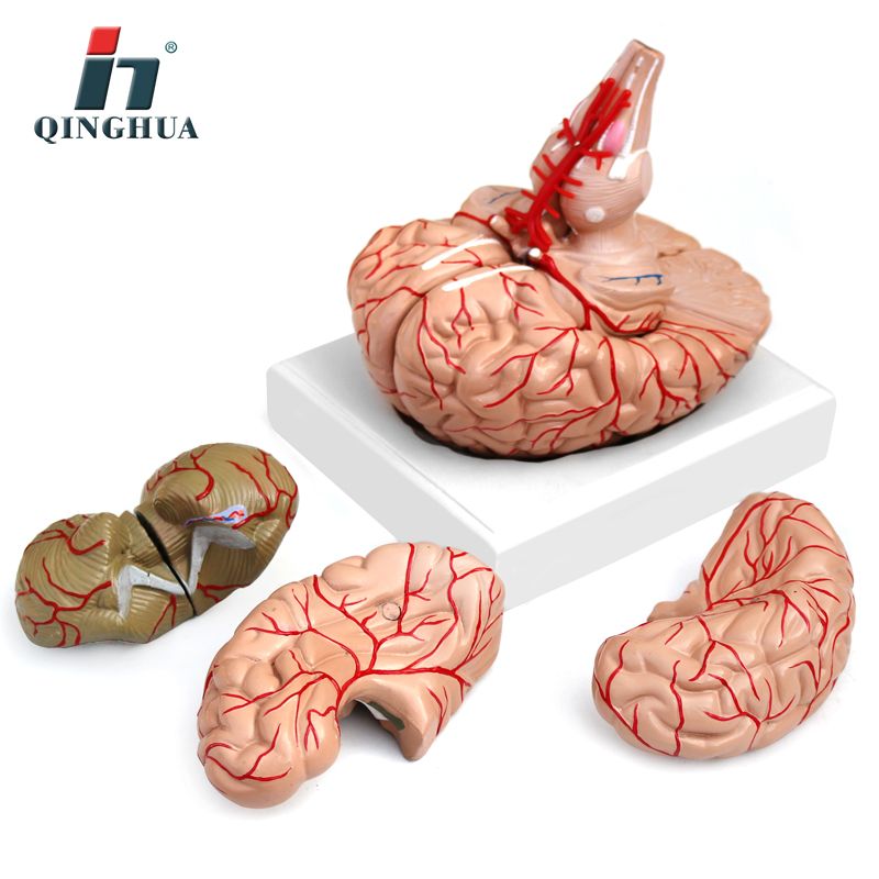 青华 QH3307-10 大脑及动脉模型 进口PVC材料 生物教学 医学演示图
