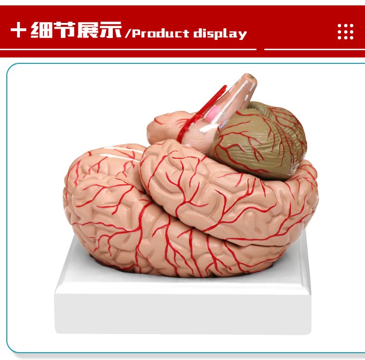 青华 QH3307-10 大脑及动脉模型 进口PVC材料 生物教学 医学演示详情图2