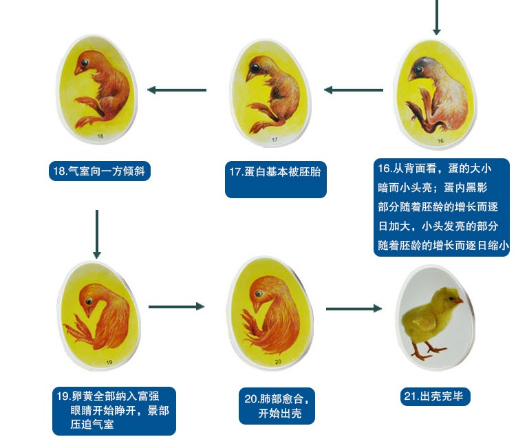 静态小鸡胚胎成长模型玩具鸡蛋孵化发育过程教学动物儿童益智详情图8