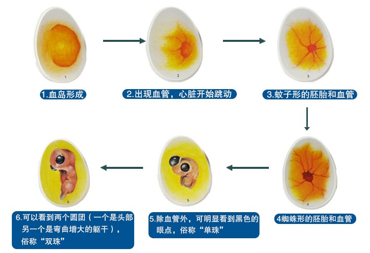 静态小鸡胚胎成长模型玩具鸡蛋孵化发育过程教学动物儿童益智详情图5