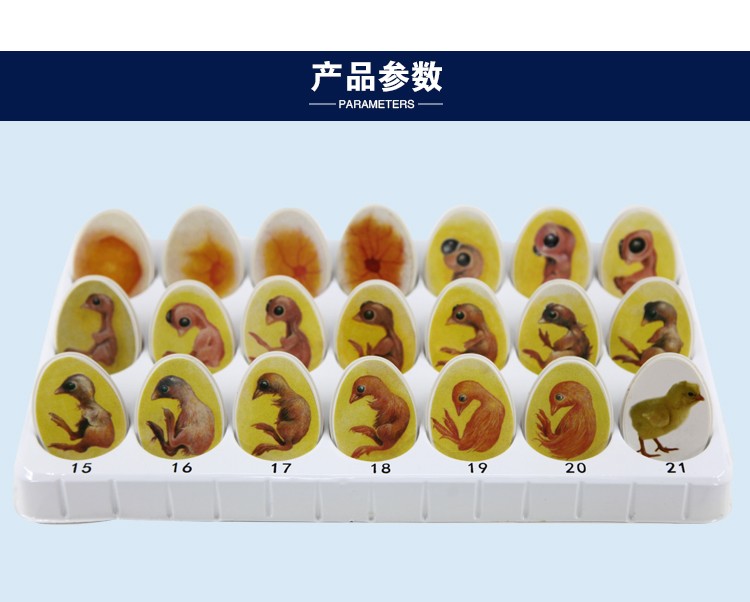 静态小鸡胚胎成长模型玩具鸡蛋孵化发育过程教学动物儿童益智详情图11