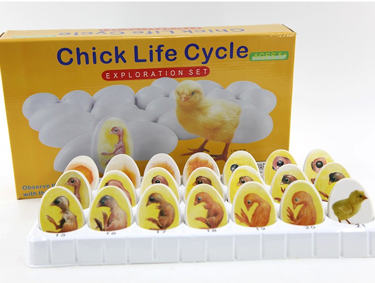 静态小鸡胚胎成长模型玩具鸡蛋孵化发育过程教学动物儿童益智详情图1