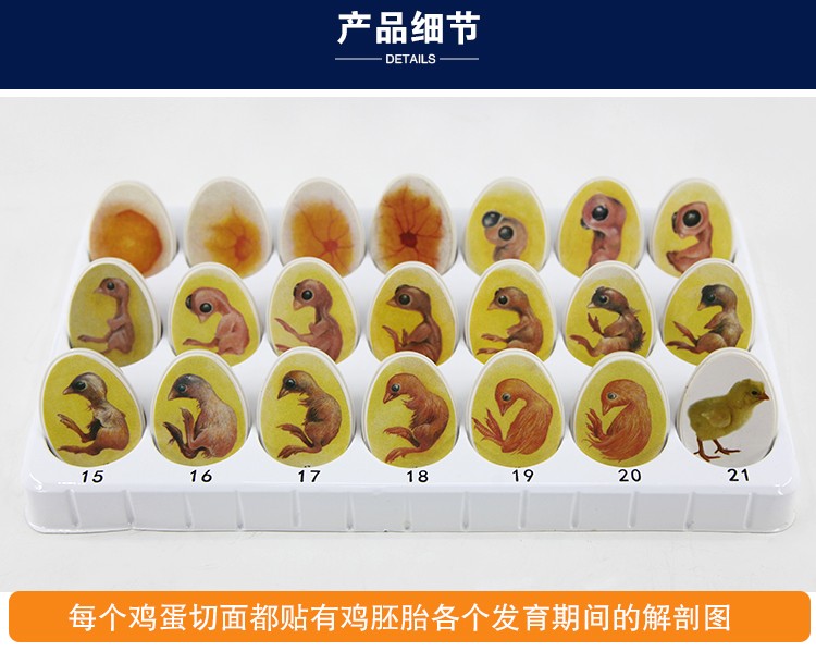静态小鸡胚胎成长模型玩具鸡蛋孵化发育过程教学动物儿童益智详情图16