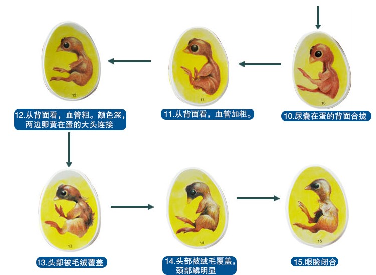 静态小鸡胚胎成长模型玩具鸡蛋孵化发育过程教学动物儿童益智详情图6