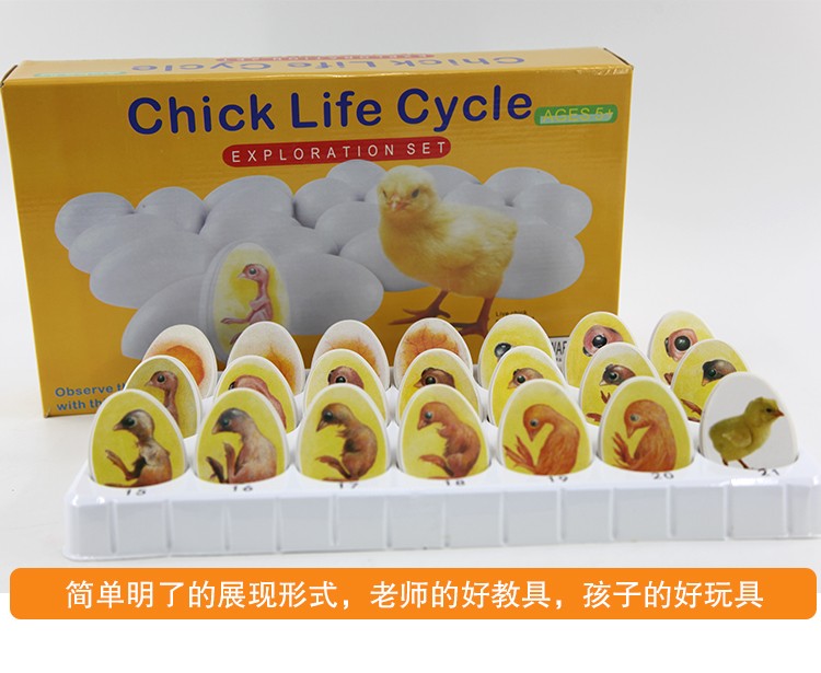 静态小鸡胚胎成长模型玩具鸡蛋孵化发育过程教学动物儿童益智详情图13