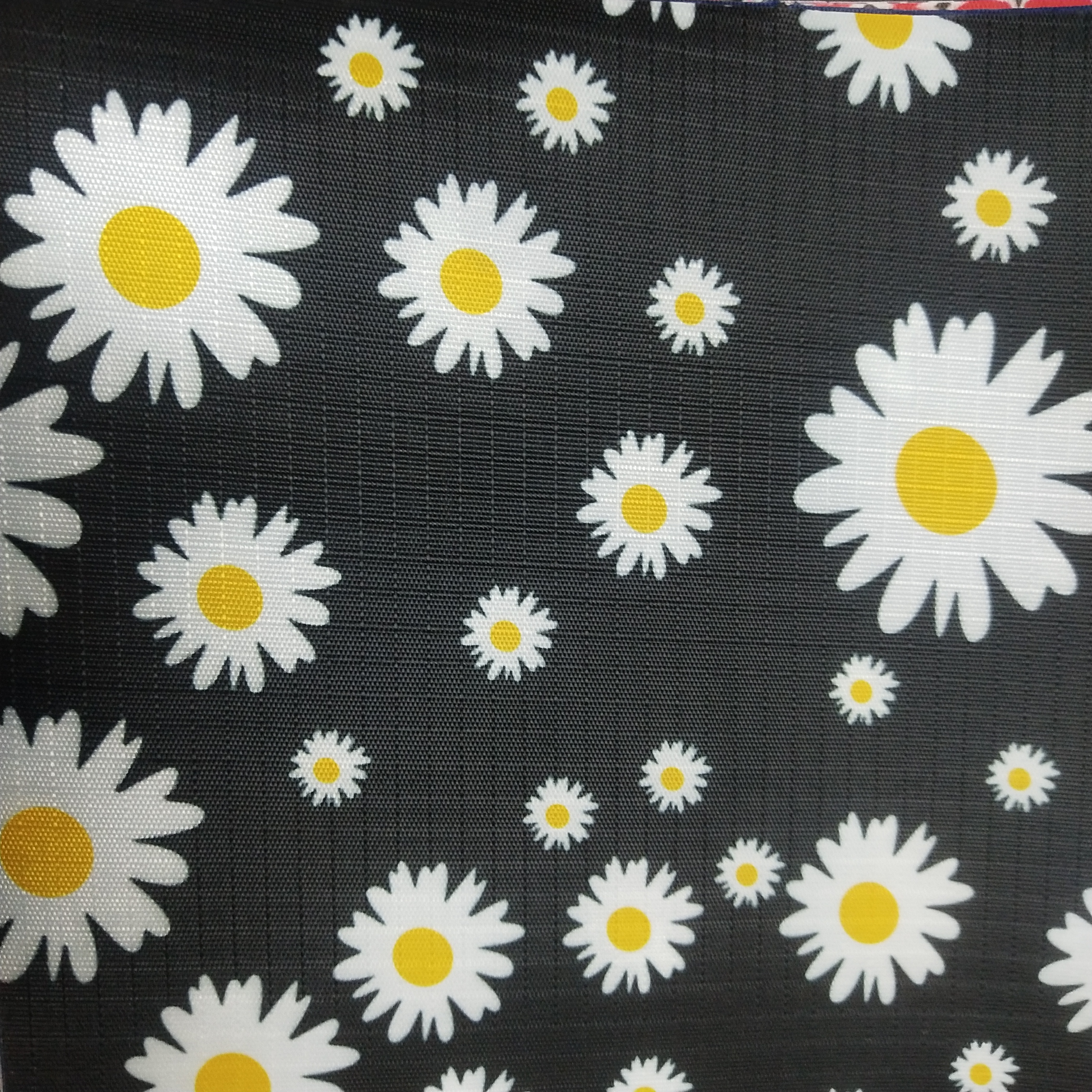 黑色菊花