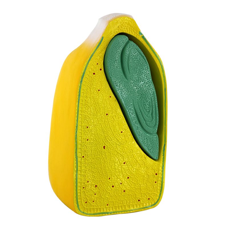 教学演示用品实物图