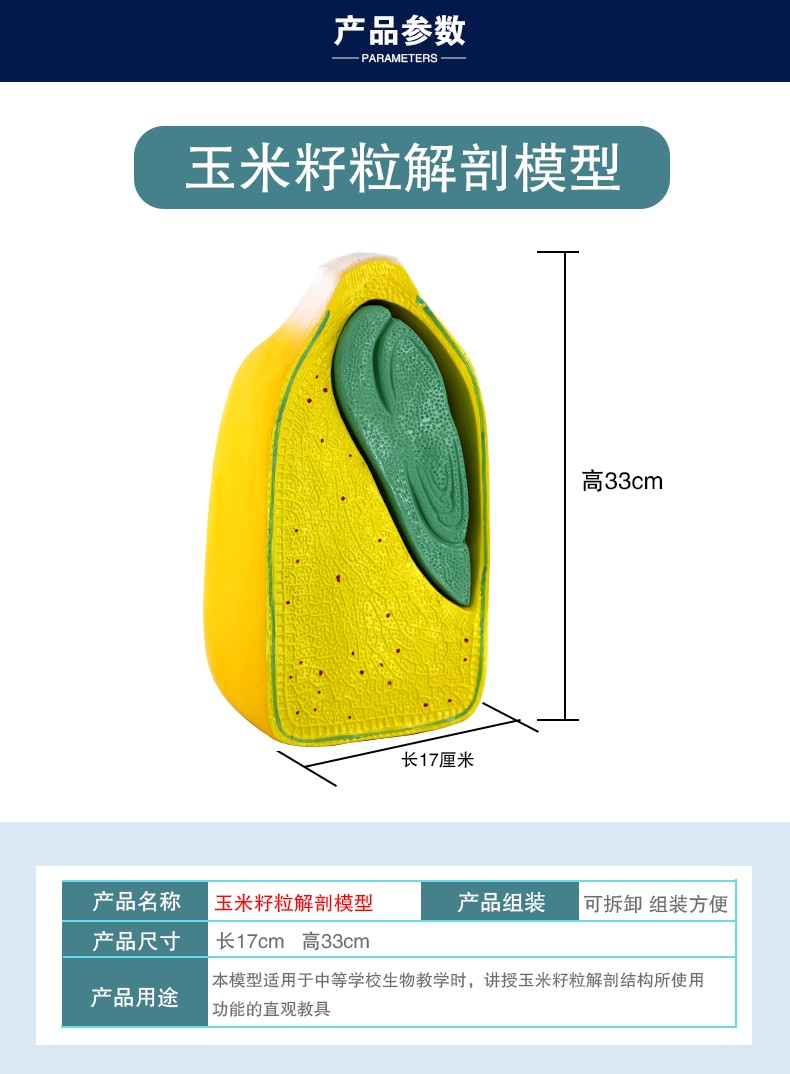 青华J3227玉米籽粒解剖模型 初高中生物植物教学演示用品 科教仪器 解剖拼图教学必备详情图4