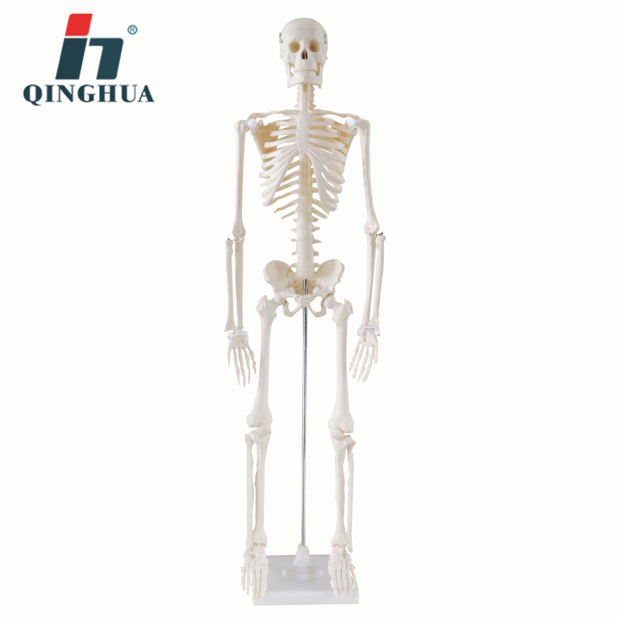 仿真迷你人体骨骼模型85CM 可拆卸医学生物教学骷髅骨头学用组装