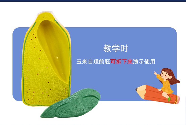 青华J3227玉米籽粒解剖模型 初高中生物植物教学演示用品 科教仪器 解剖拼图教学必备详情图6