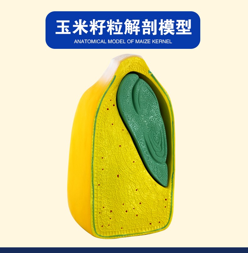 青华J3227玉米籽粒解剖模型 初高中生物植物教学演示用品 科教仪器 解剖拼图教学必备详情图1
