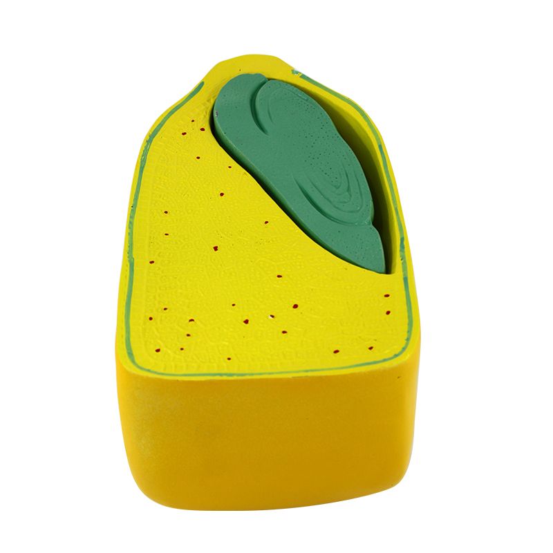 青华J3227玉米籽粒解剖模型 初高中生物植物教学演示用品 科教仪器 解剖拼图教学必备产品图