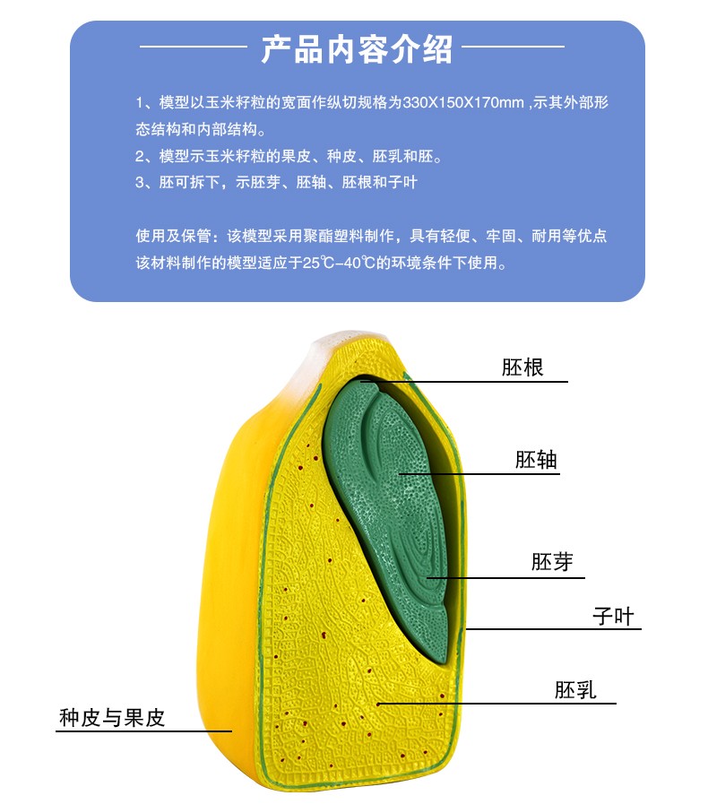 青华J3227玉米籽粒解剖模型 初高中生物植物教学演示用品 科教仪器 解剖拼图教学必备详情图5