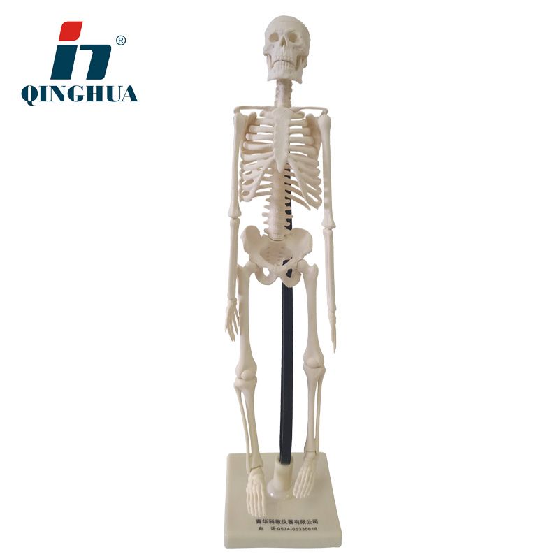 青华仿真人体骨骼模型42CM85CM可拆卸医学生物骷髅全身骨架脊椎柱