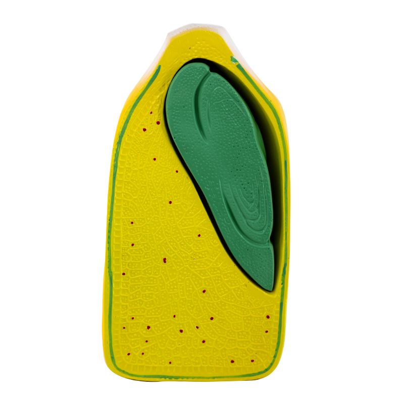 青华J3227玉米籽粒解剖模型 初高中生物植物教学演示用品 科教仪器 解剖拼图教学必备