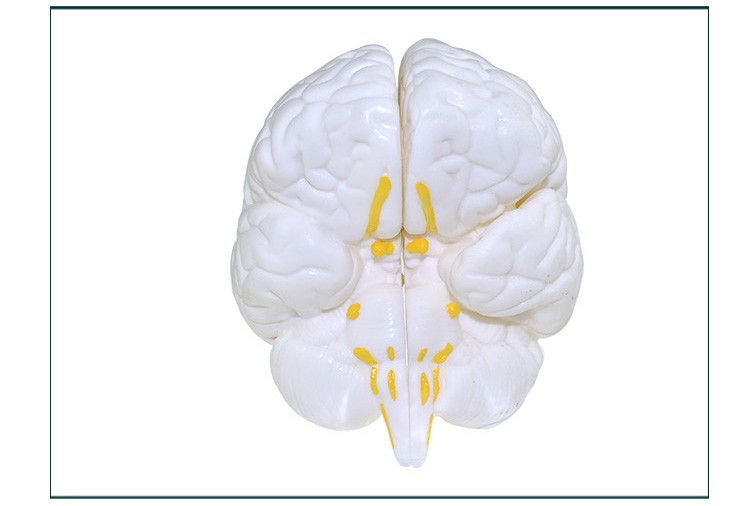 青华33211脑解剖模型自然大脑生物教学医学演示科教仪器沟裂叶回详情图10