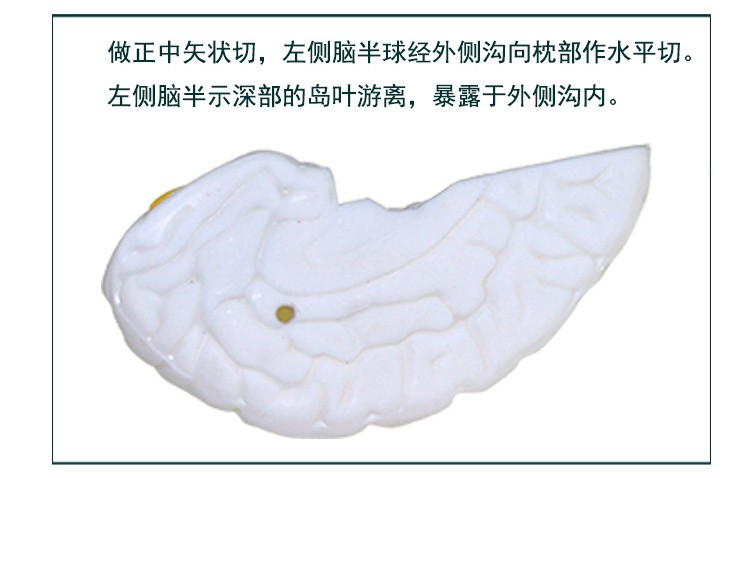 青华33211脑解剖模型自然大脑生物教学医学演示科教仪器沟裂叶回详情图13