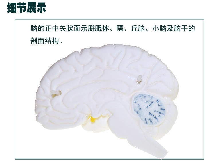 青华33211脑解剖模型自然大脑生物教学医学演示科教仪器沟裂叶回详情图11