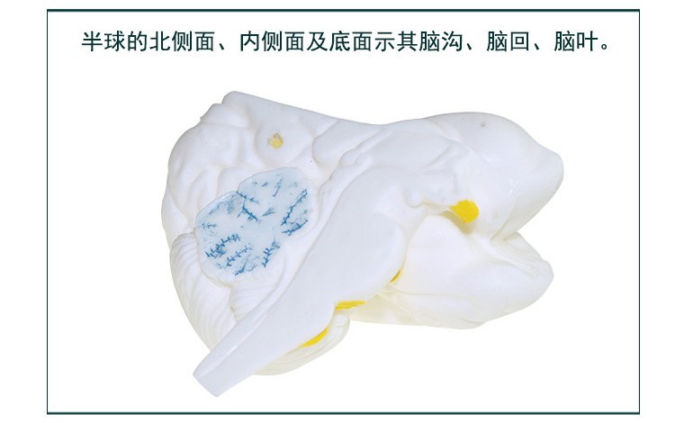 青华33211脑解剖模型自然大脑生物教学医学演示科教仪器沟裂叶回详情图12