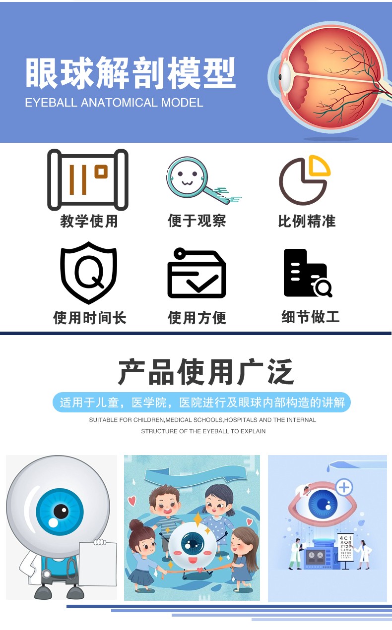 青华眼球放大解剖6倍 3倍结构构造模型教学生物科教仪器科学实验详情图5