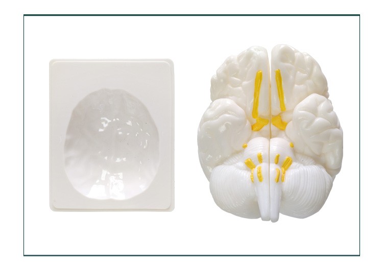 青华33211脑解剖模型自然大脑生物教学医学演示科教仪器沟裂叶回详情图7