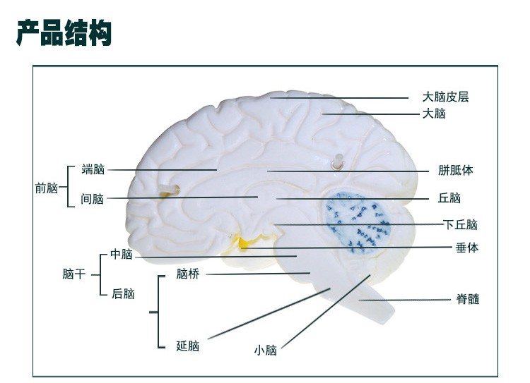 青华33211脑解剖模型自然大脑生物教学医学演示科教仪器沟裂叶回详情图4