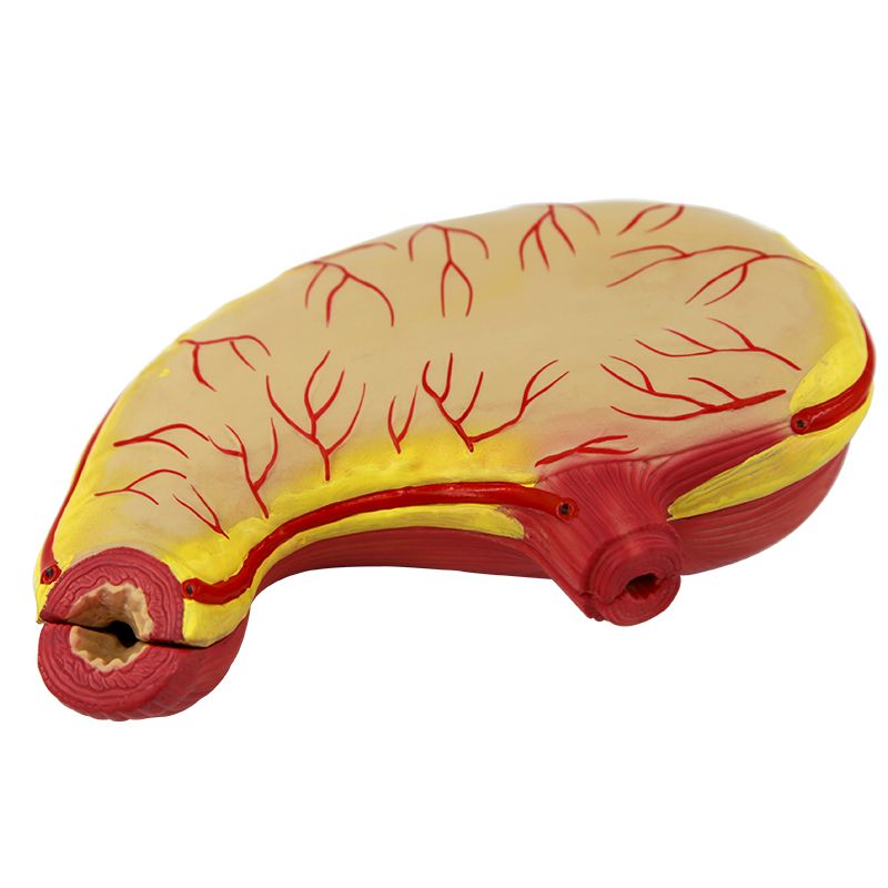 青华QH3329胃解剖模型初高中生物教学仪器人体脏器医学自然大胃壁详情图1