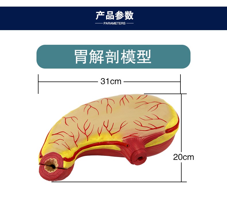 青华QH3329胃解剖模型初高中生物教学仪器人体脏器医学自然大胃壁详情图5