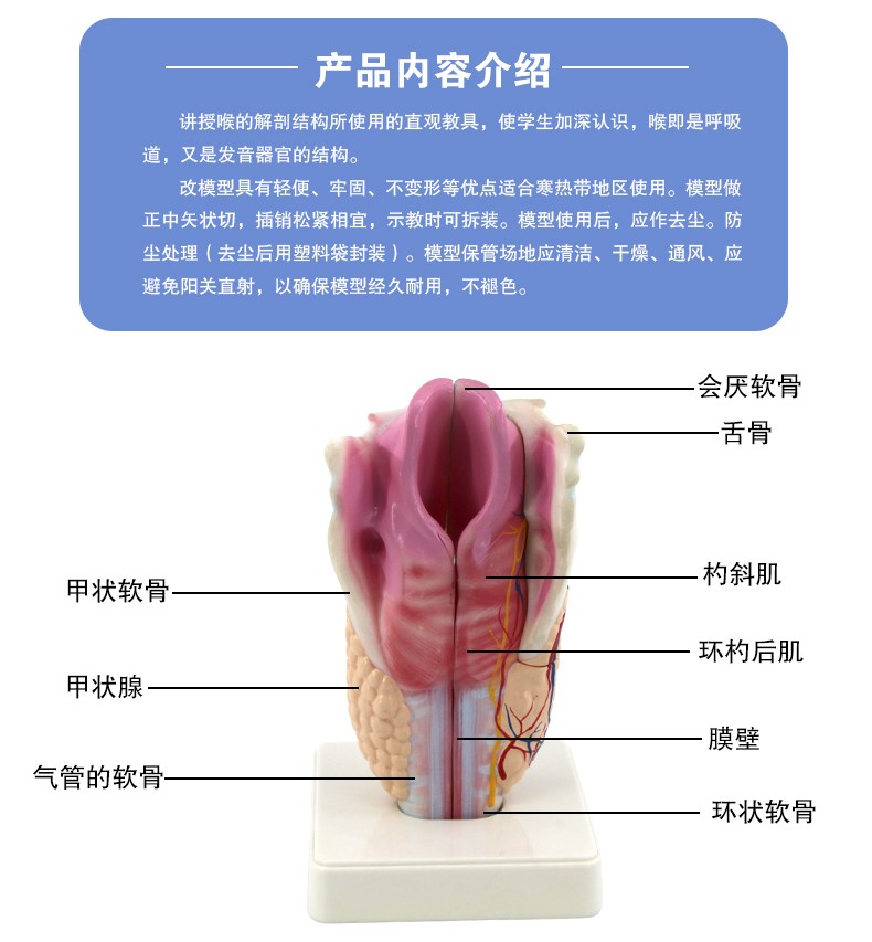 33209 人体喉部精细解剖模型 医学专用生物教学科教仪器 学校培训拼图式教具 教学演示用品详情图6