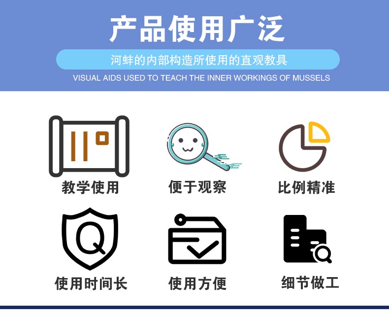 青华3222河蚌解剖模型 初高中生物教学演示用品 医学研究科教仪器 高精度仿真解剖详情图4